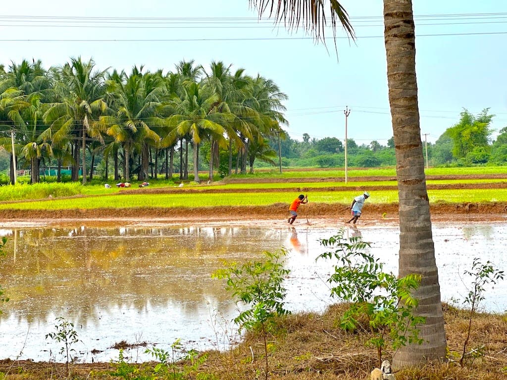 Esanatham Agriculture